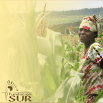 Otra oportunidad perdida para un cambio agrario significativo en Sudáfrica