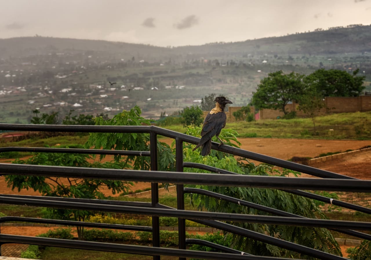 rwanda-5252925_1280.jpg