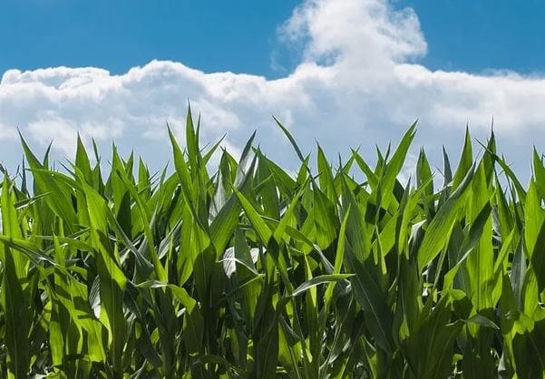 maiz_plantacion_alimento_agricultura_comida_cc0.jpg