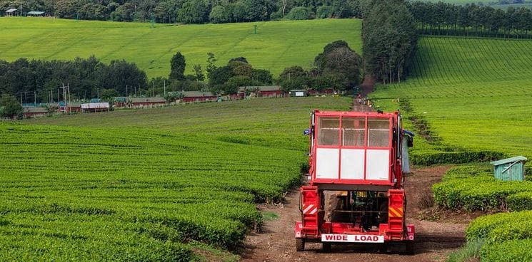 La agroindustria africana podría ser líder mundial, por Lázaro Bustince